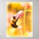 Honey Bee Poster