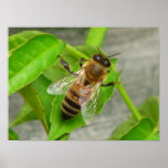 Honey Bee posters