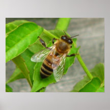 Honey Bee Posters