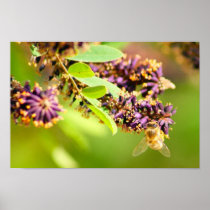Honey Bee Print