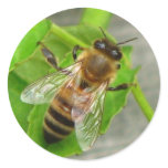 Honey Bee stickers