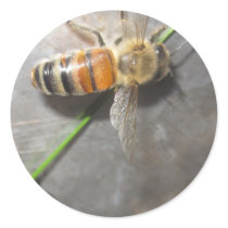 Honey Bee Sticker