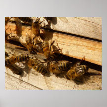 Honey Bees Posters