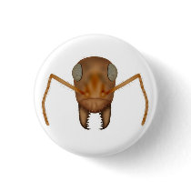 Honey pot ant buttons