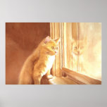 Honey the Kitten Canvas Print