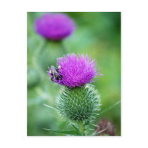 Honeybee and Thistle Postcard
