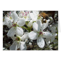 Honeybee Card