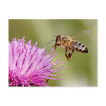 Honeybee landing on a milk thistle flower post card