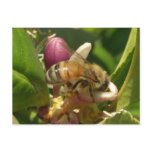 Honeybee Notes Card postcards