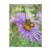 Honeybee on Asters Quick "Hi" Postcard