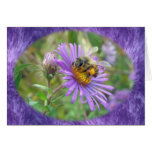 Honeybee on Fall Asters Wildflower Series Cards