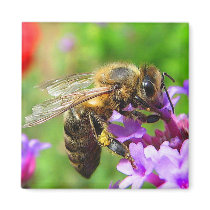 Honeybee on Verbena