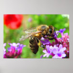Honeybee on Verbena