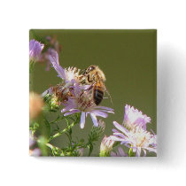 Honeybee on Wild Asters Pins