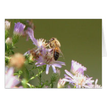 Honeybee on Wild Asters Greeting Card