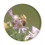 Honeybee on Wild Asters magnets
