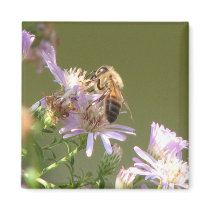 Honeybee on Wild Asters Fridge Magnets