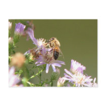 Honeybee on Wild Asters Postcard