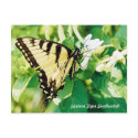 Honeysuckle Butterfly Postcard