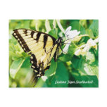 Honeysuckle Butterfly Postcard