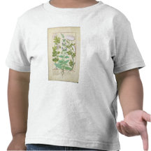 Honeysuckle, Sage and Rose Tee Shirt