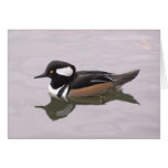 Hooded Merganser