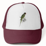 Hooded Parrakeet by Edward Lear hats