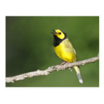 Hooded Warbler Post Card