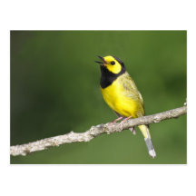 Hooded Warbler Post Card