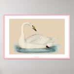 HOOPER SWAN POSTERS