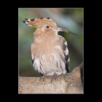 Hoopoe Postcard