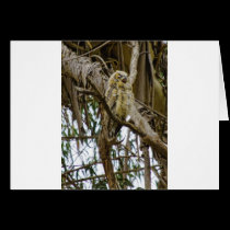 Hooter At Rest cards