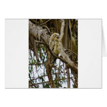 Hooter At Rest Greeting Cards