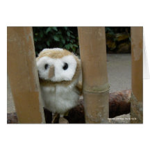 Hootin' Annie on Fence Greeting Cards