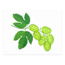 Hop Flowers Postcard
