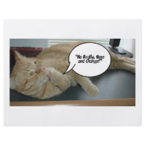 Hope and Change/Cat Humour