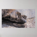 Hopeful For A Forever Home posters