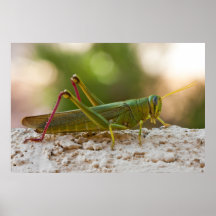 Hopping In For A Visit Posters