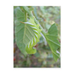 Horn Worm ~ postcard