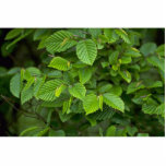 Hornbeam (carpinus betulus) photo sculptures