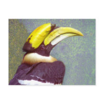 Hornbill Head Postcard