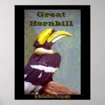 Hornbill Head Poster