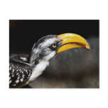 Hornbill  Titbit