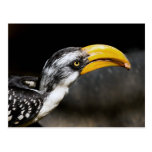 Hornbill  Titbit Postcard