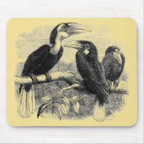 Hornbills