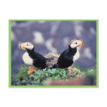 Horned Puffins postcards