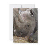 Horned Rhino Invitations