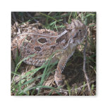 horned toad magnets