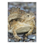 Horned Toads 014 cards