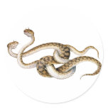 Horned Vipers stickers